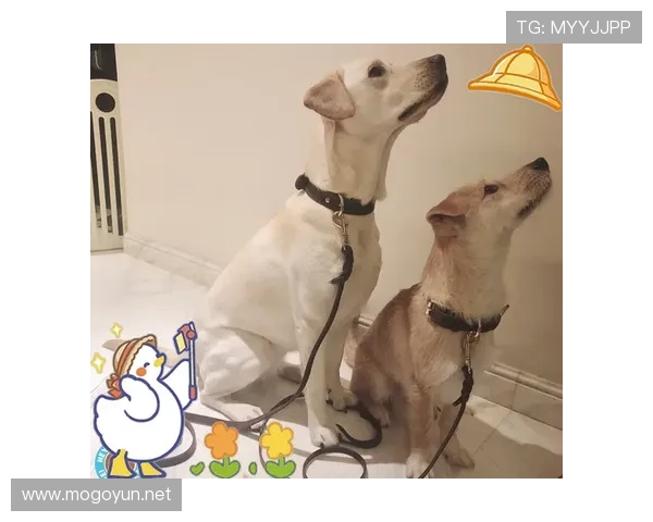 拉菲尼亚训练完顺手买了辆限量超跑，说是为了配他家狗的项圈